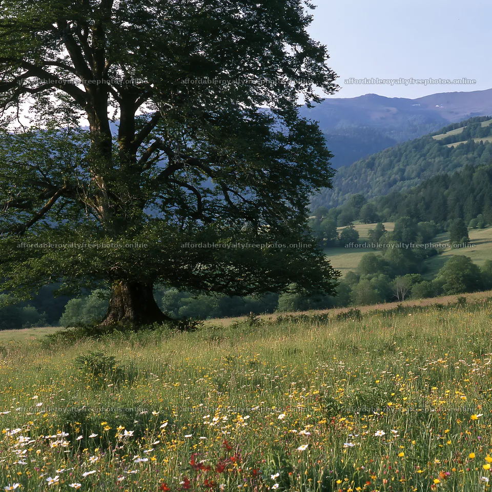 French meadow below Pyrenees range with trees and – royalty-free photos 7938x7938