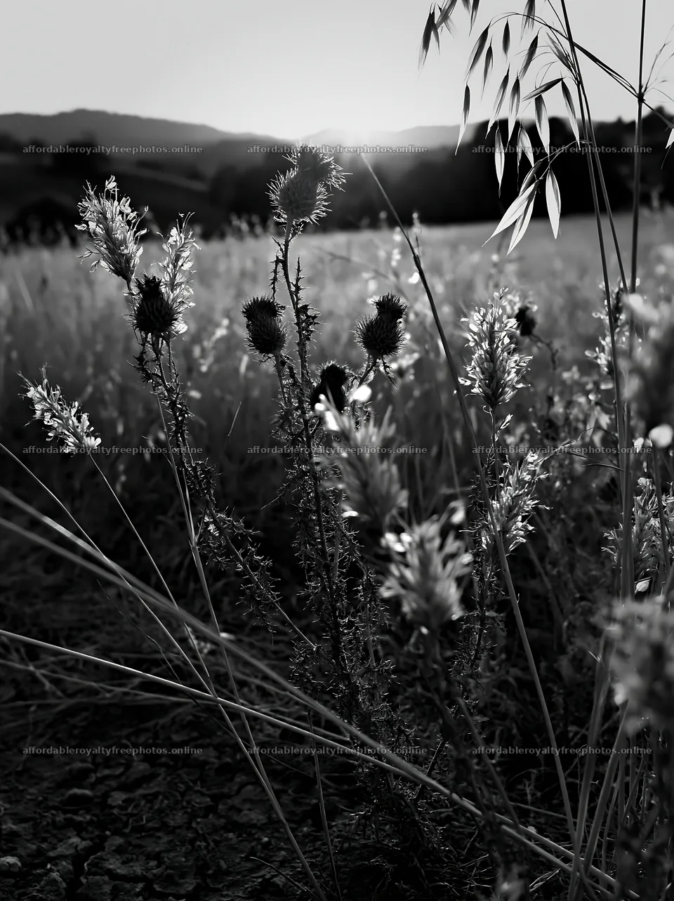 Meadow seedheads backlit at dusk with dark foreground – royalty-free photos 6866x9174