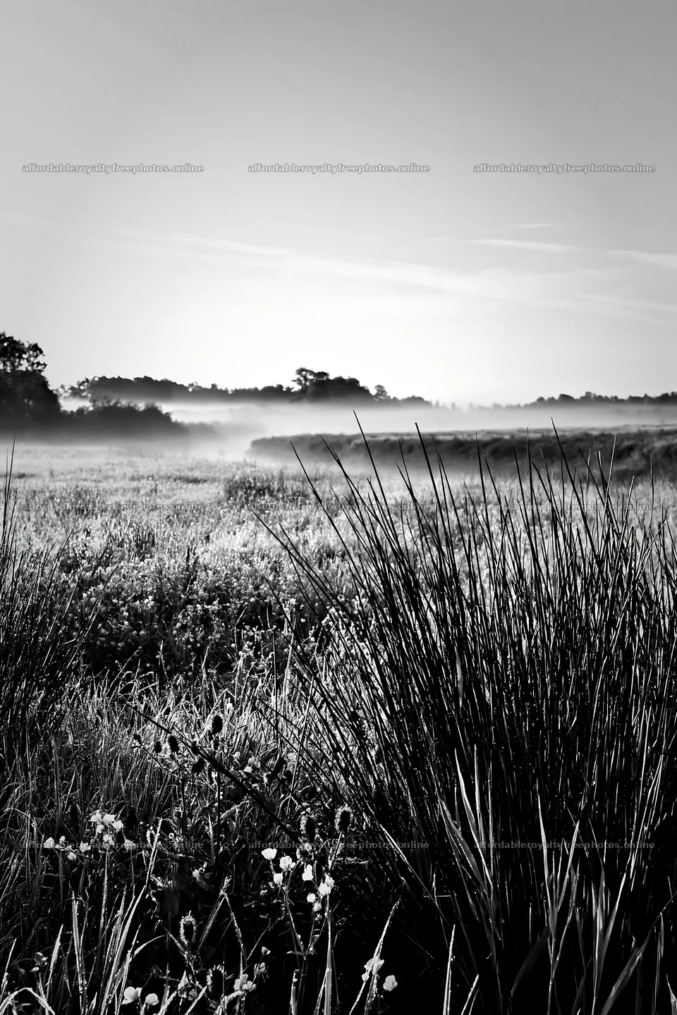 Saga floodplain meadow with reeds in black and white – royalty-free photos 6480x9722