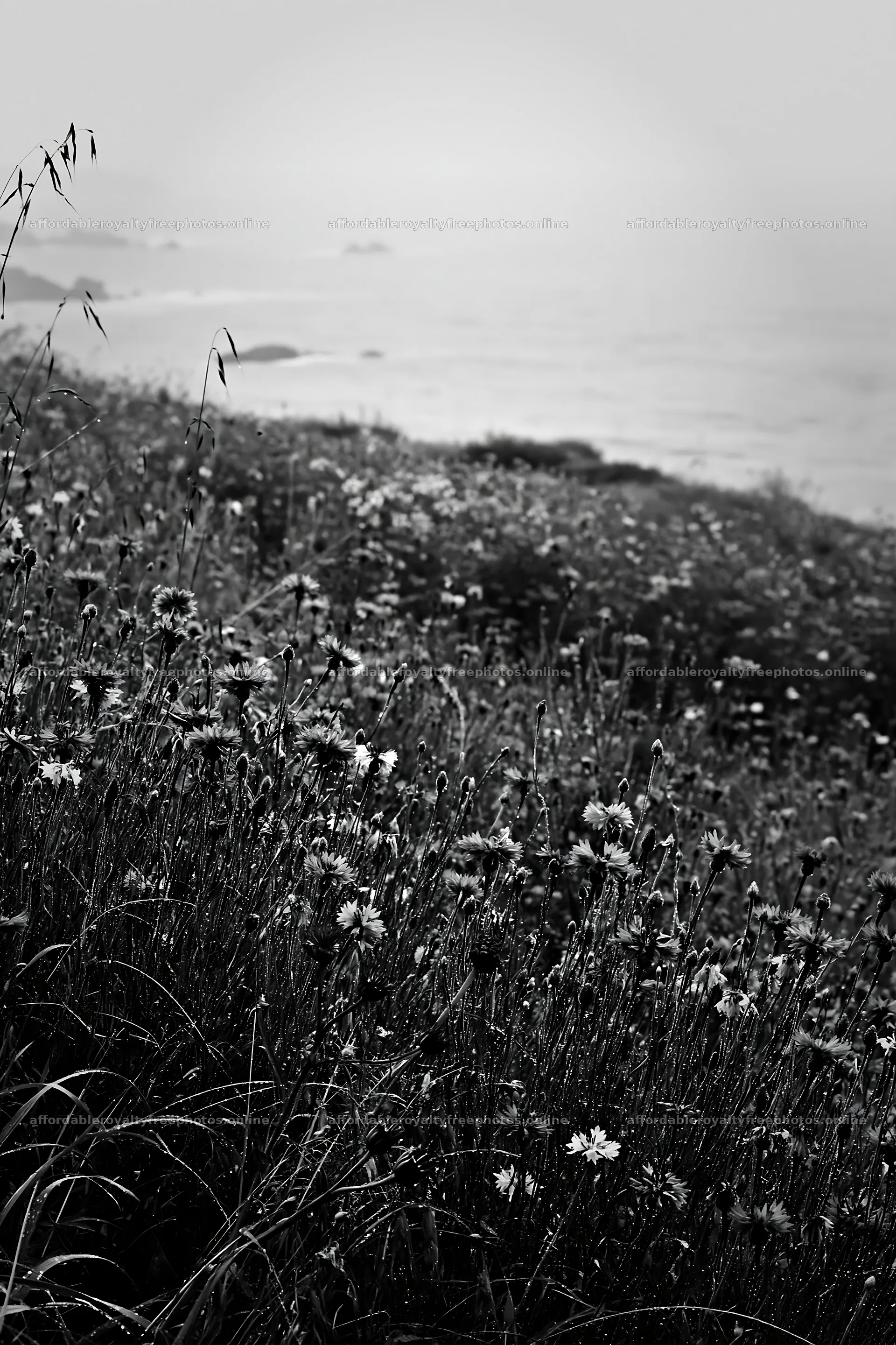 Italian meadow near rocky coast in black and white – royalty-free photos 6480x9722