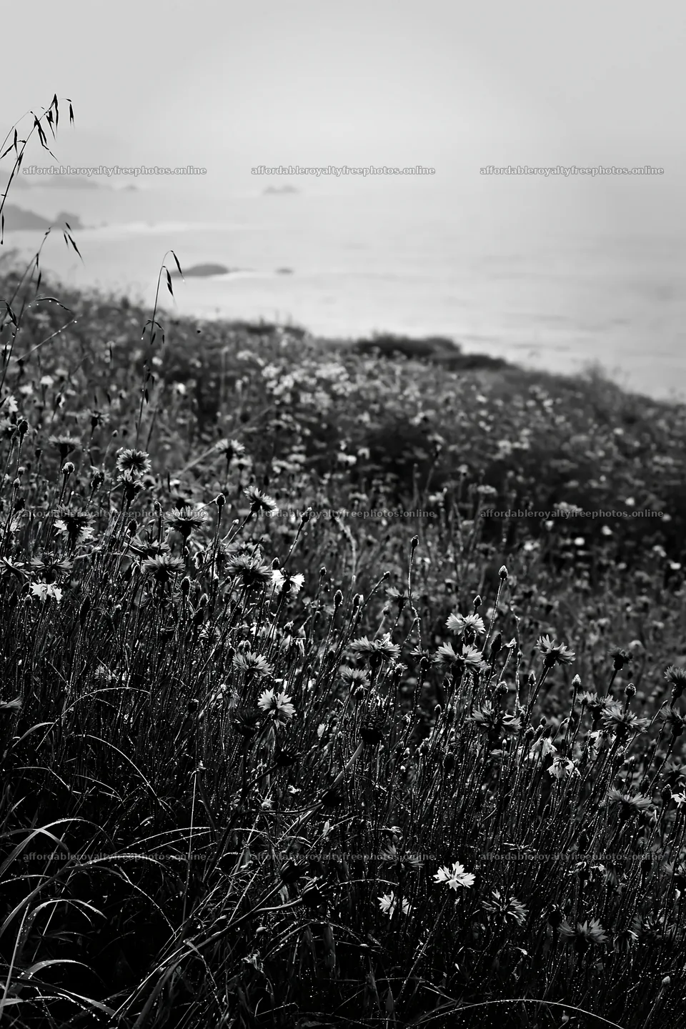 Italian meadow near rocky coast in black and white – royalty-free photos 6480x9722