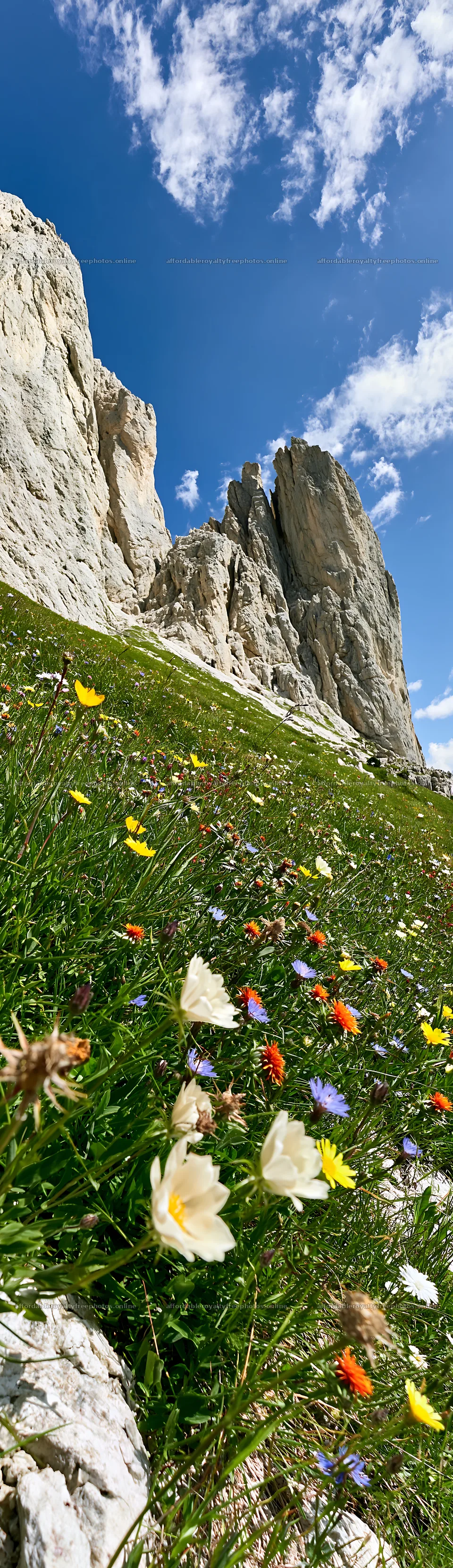 Regenerative meadow with wildflowers and rocky landscape – royalty-free photos 4268x14762