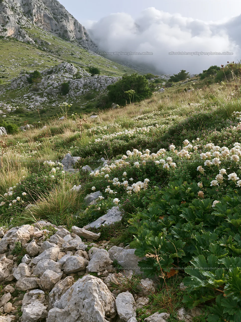 Cloudy rockrose meadow on limestone slope – royalty-free photos 6866x9174