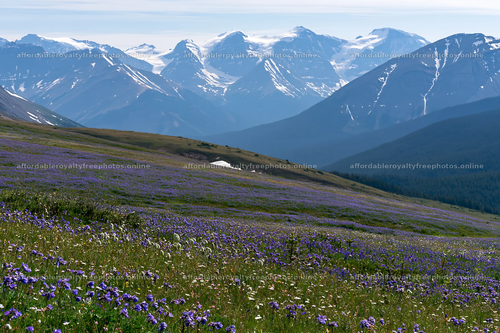 Banff meadow with snowy Rockies in the summer – royalty-free photos 9722x6480