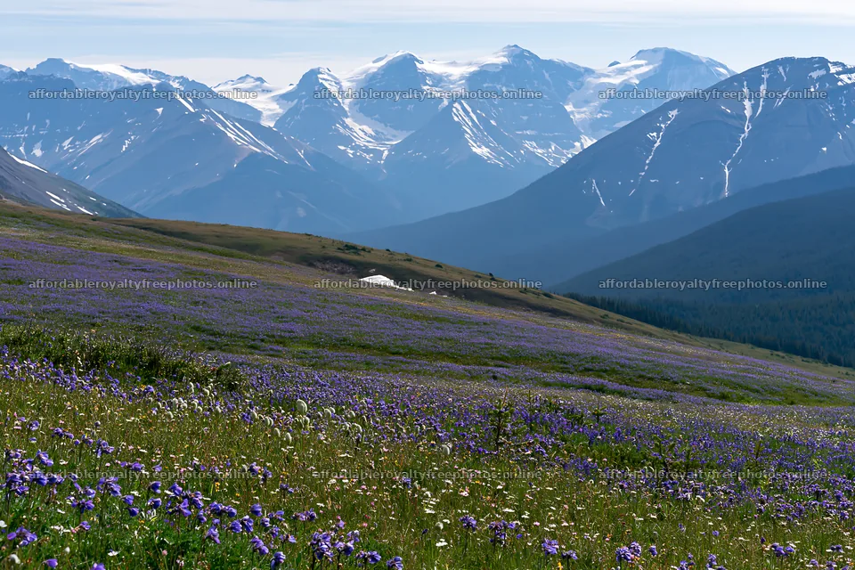 Banff meadow with snowy Rockies in the summer – royalty-free photos 9722x6480