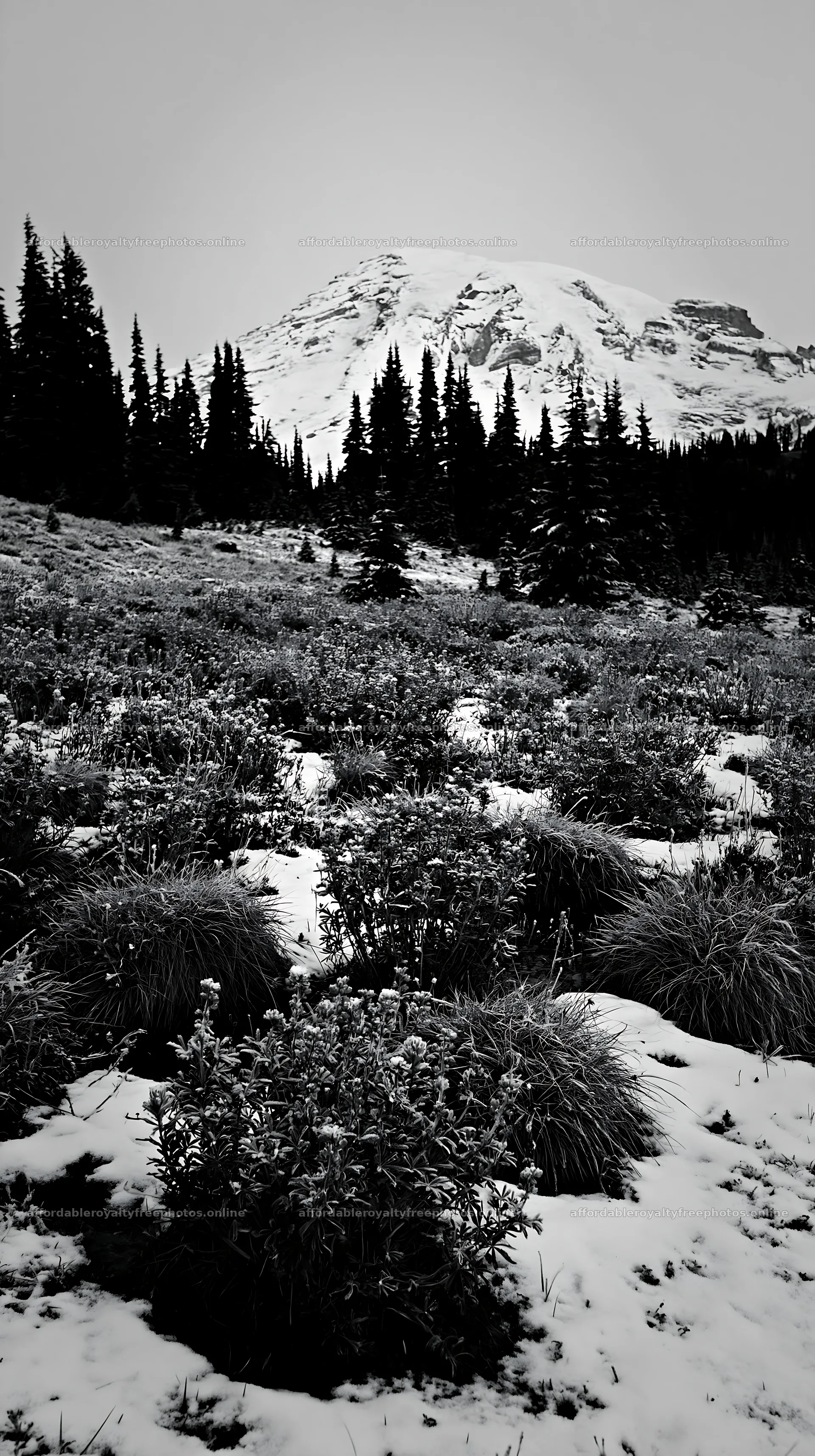 Snowbound meadow with mountain backdrop and evergreen – royalty-free photos 5938x10608