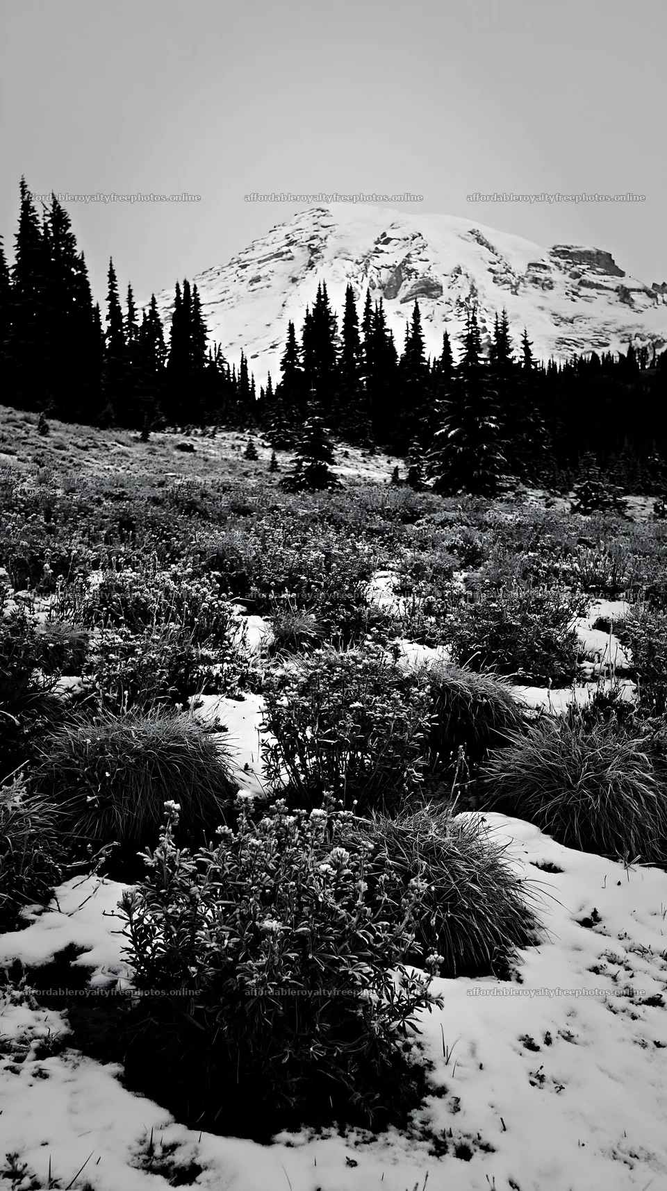 Snowbound meadow with mountain backdrop and evergreen – royalty-free photos 5938x10608