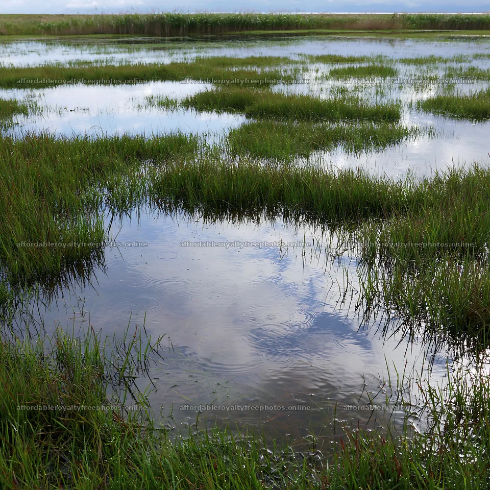 Fukui native grass meadow with rain droplets on water – royalty-free photos 7938x7938