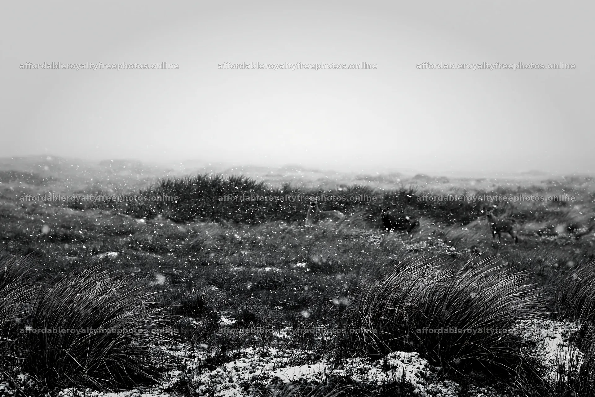 Dune meadow snow with visible snowfall in a natural – royalty-free photos 9722x6480