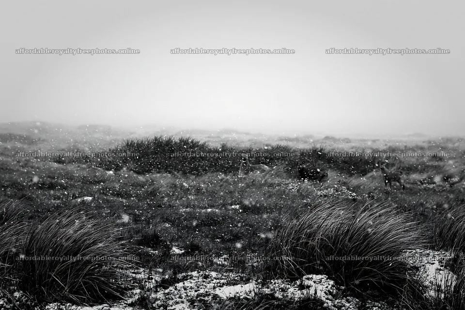 Dune meadow snow with visible snowfall in a natural – royalty-free photos 9722x6480