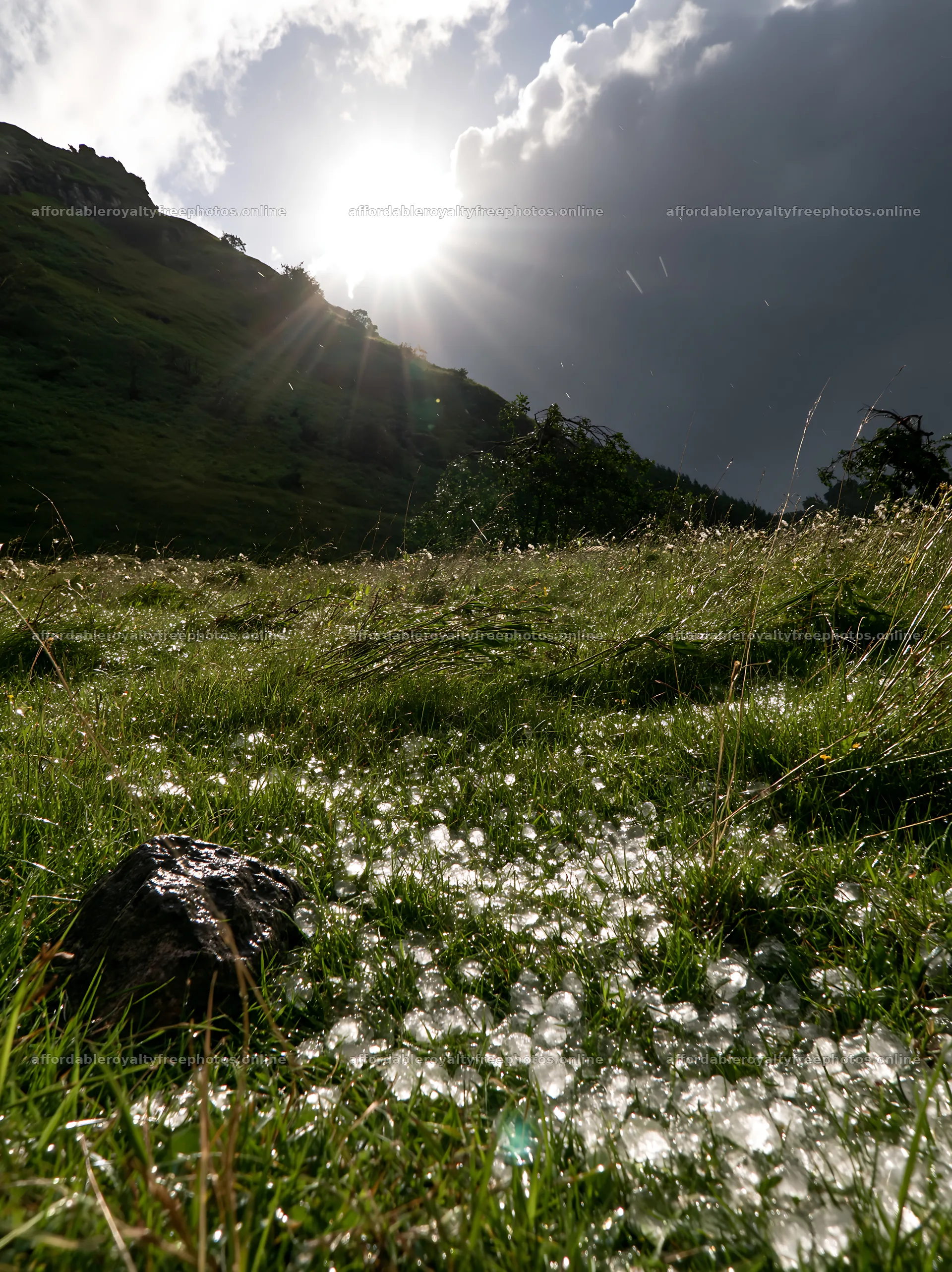 Highland apple meadow with sunlight and scattered stones – royalty-free photos 6866x9174