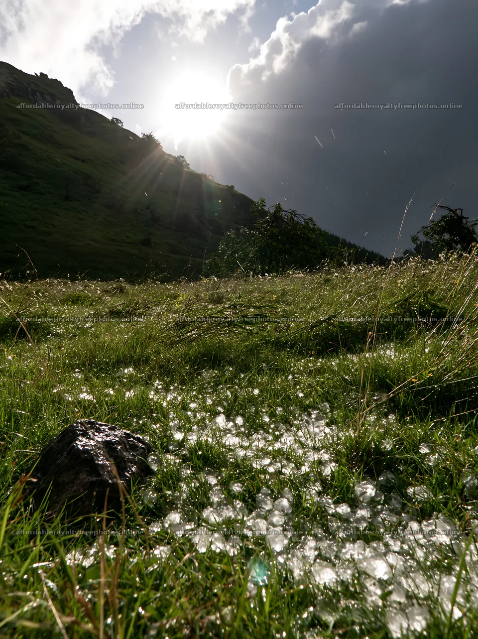 Highland apple meadow with sunlight and scattered stones – royalty-free photos 6866x9174
