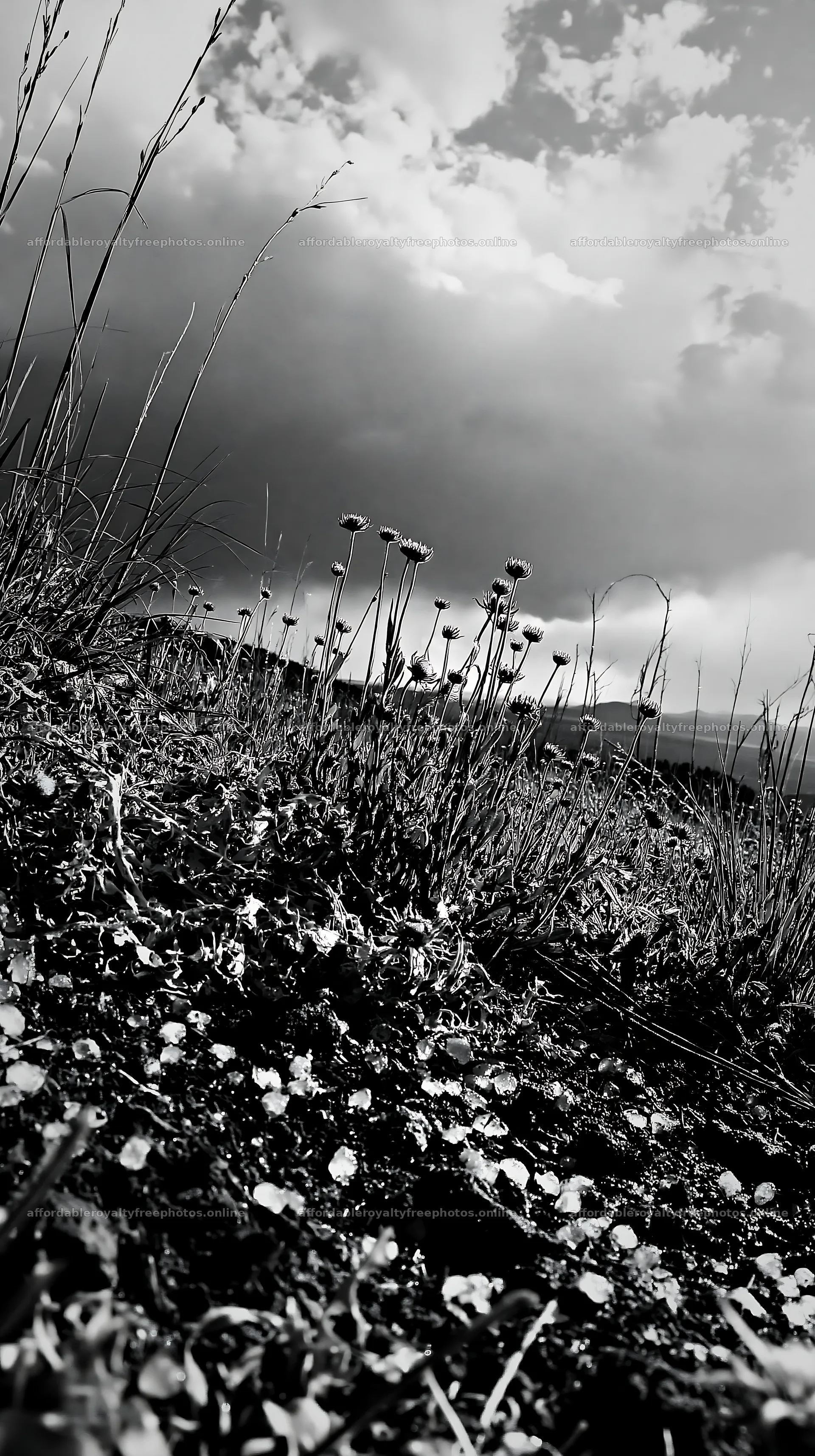 Meadow full of flowers under a cloudy sky – royalty-free photos 5938x10608