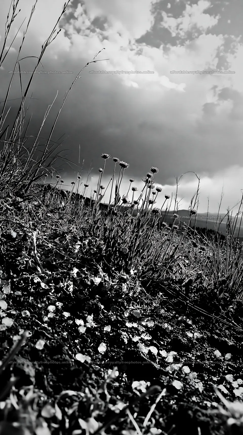 Meadow full of flowers under a cloudy sky – royalty-free photos 5938x10608