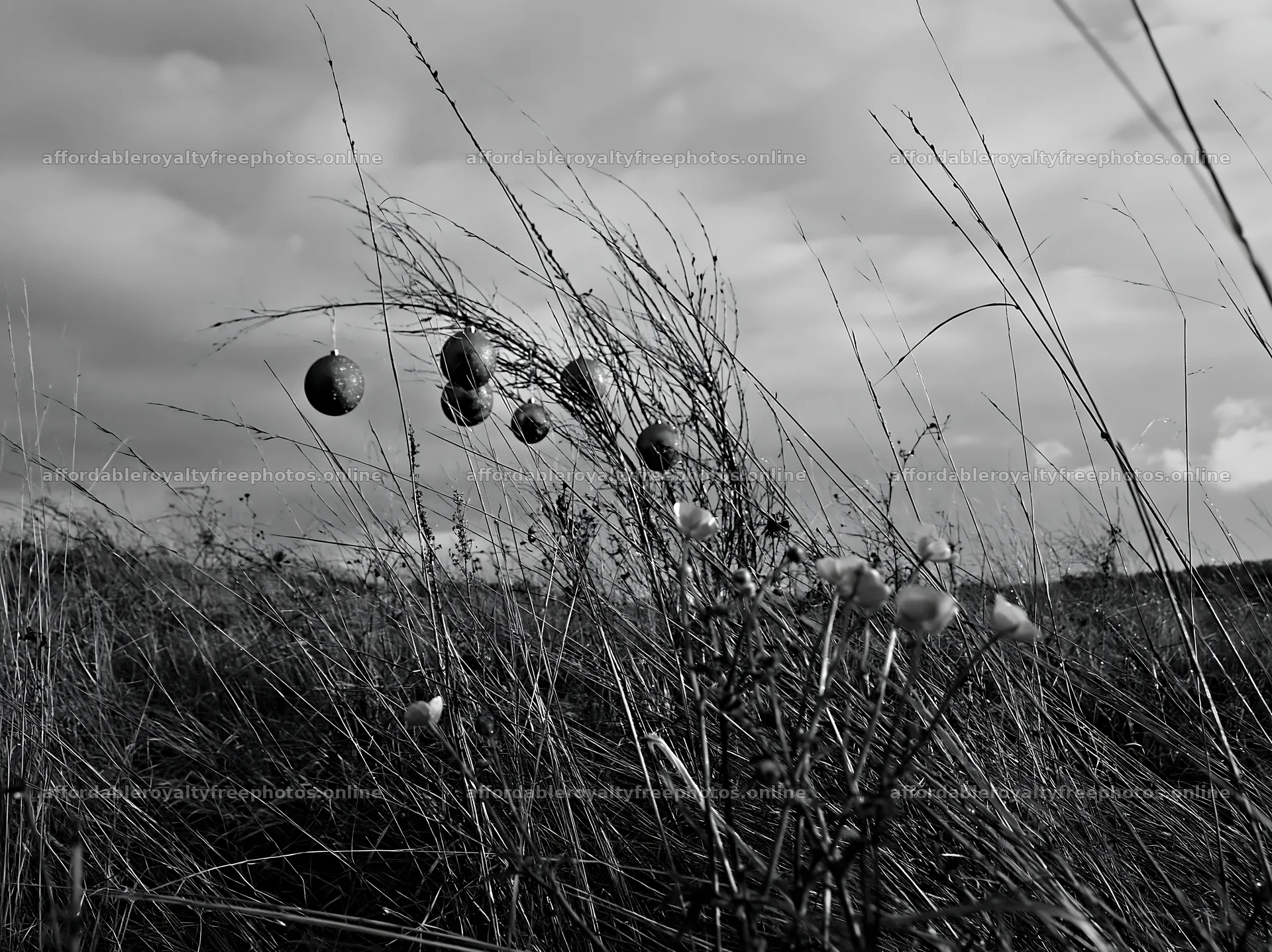 Open meadow with winter grasses and baubles during – royalty-free photos 9174x6866