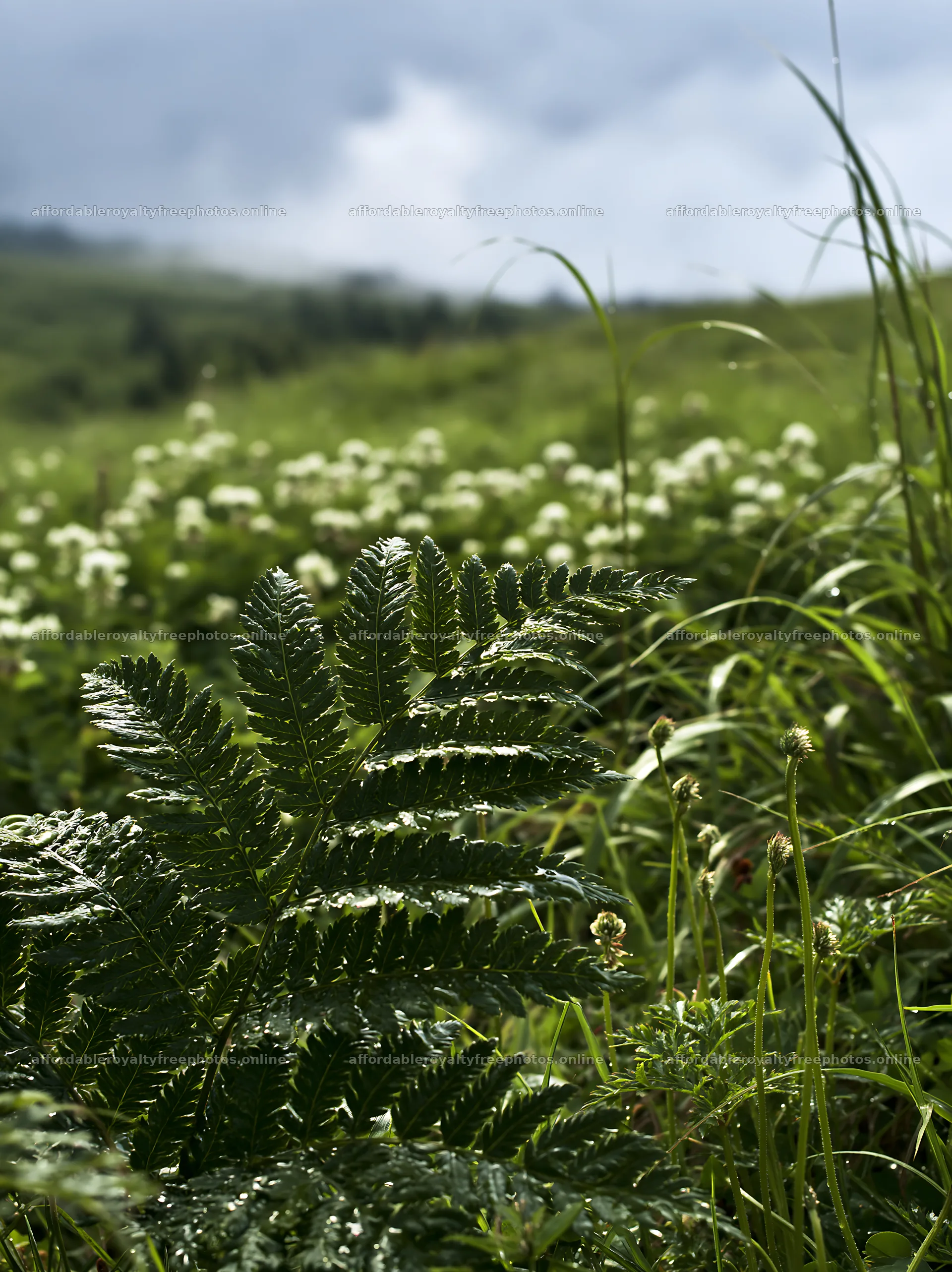 Tokushima mountain meadow with fern frond in foreground – royalty-free photos 6866x9174