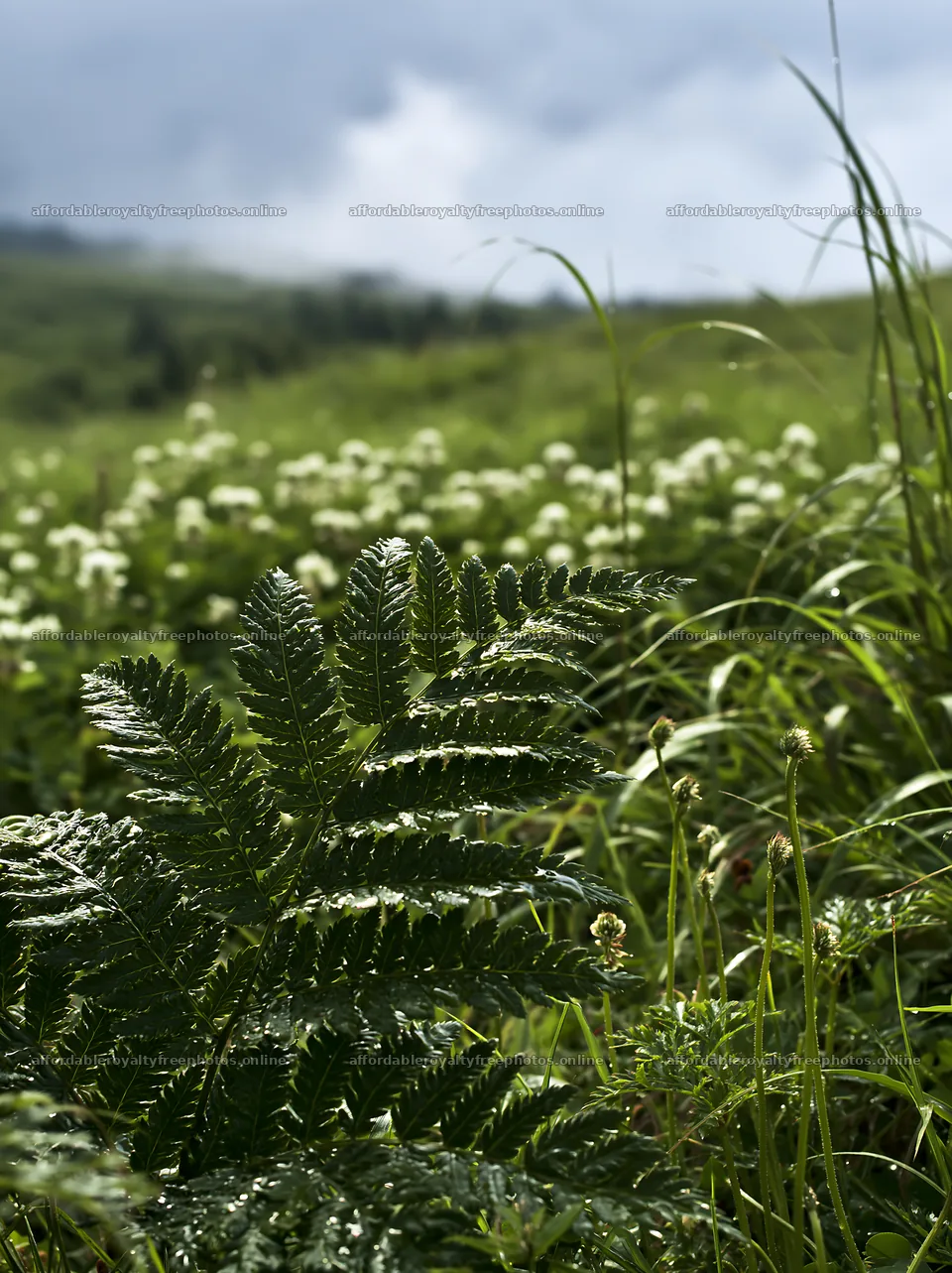 Tokushima mountain meadow with fern frond in foreground – royalty-free photos 6866x9174