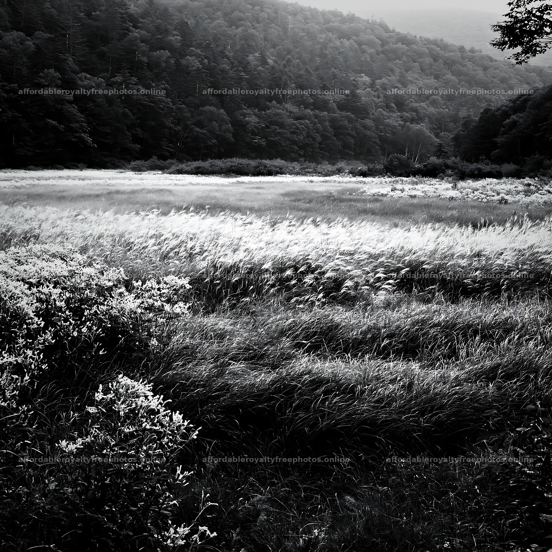 Biodiverse Nagano silver grass meadow with dew in the – royalty-free photos 7938x7938