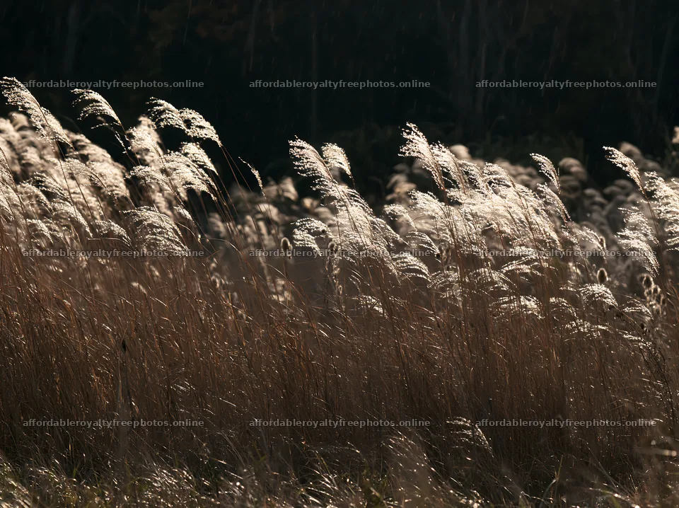 Tokyo urban biodiversity meadow with seedheads in – royalty-free photos 9174x6866
