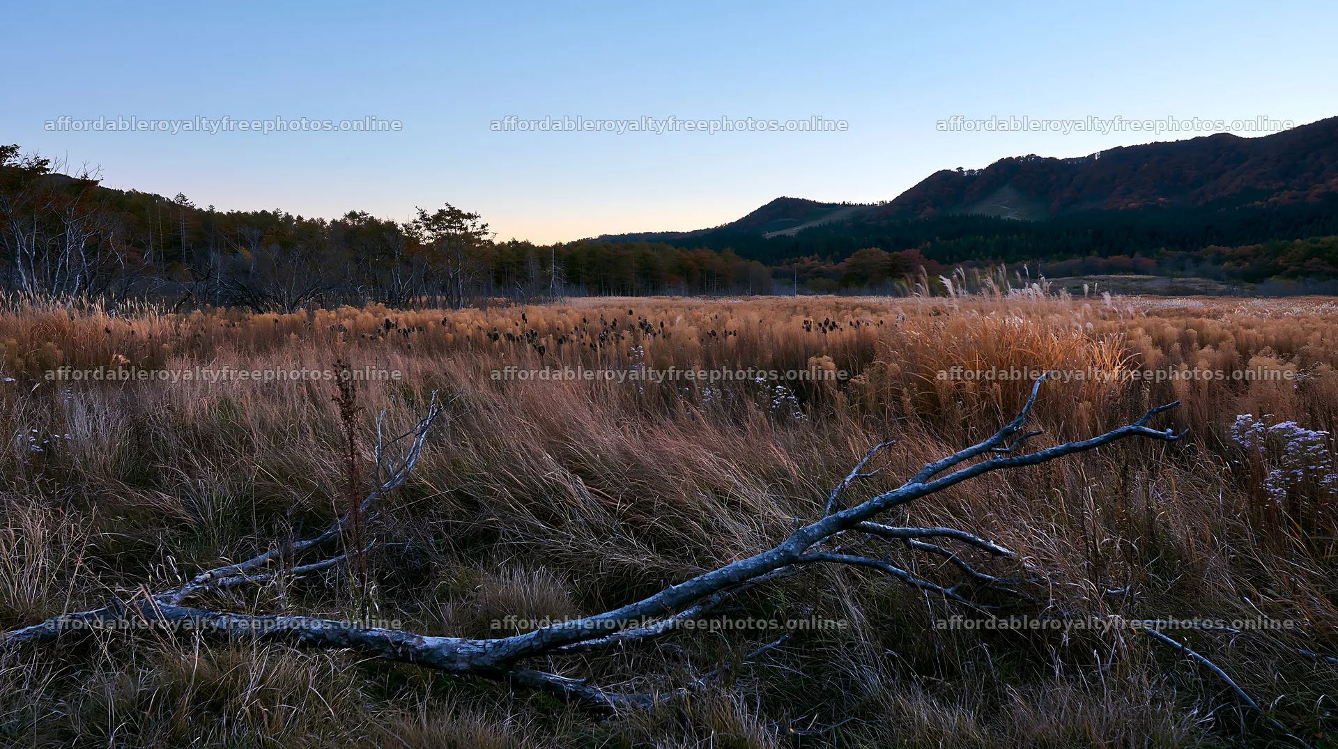Yamagata rewilded meadow with fallen branch in foreground – royalty-free photos 10608x5938