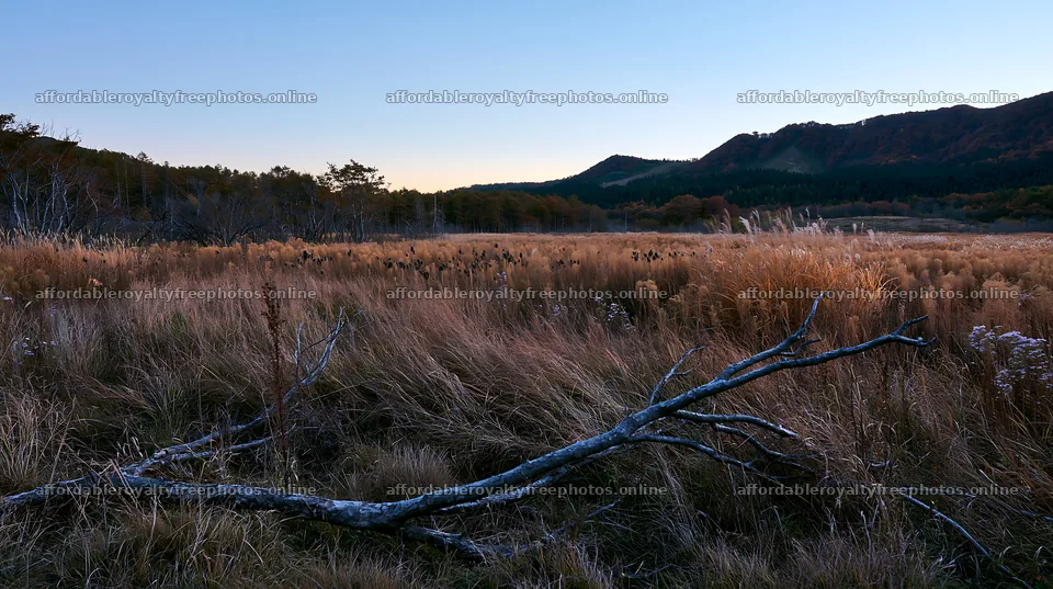 Yamagata rewilded meadow with fallen branch in foreground – royalty-free photos 10608x5938