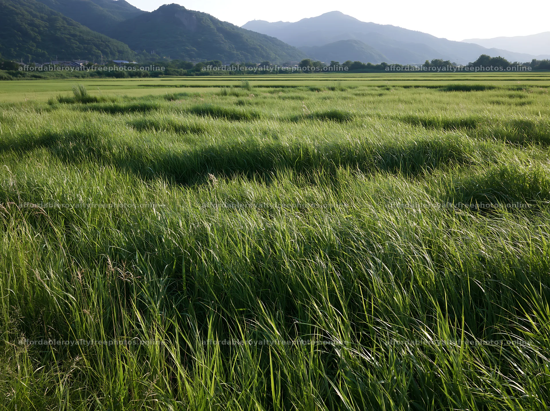 Shiga wetland meadow with reeds under bright sky – royalty-free photos 9174x6866