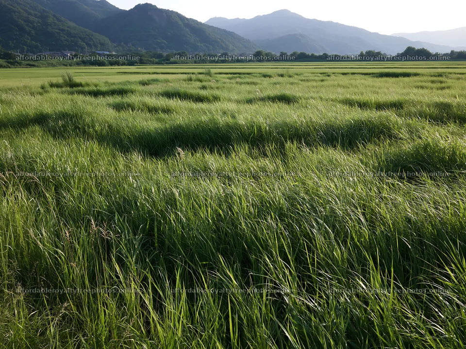 Shiga wetland meadow with reeds under bright sky – royalty-free photos 9174x6866