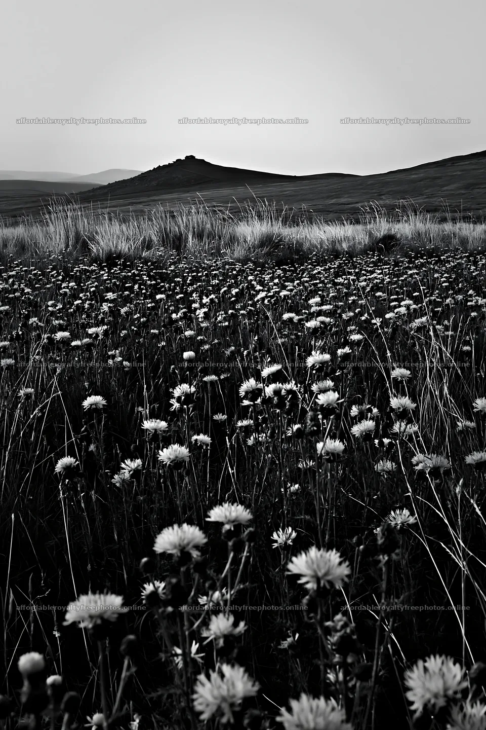 Knapweed meadow with distant hills in black and white – royalty-free photos 6480x9722