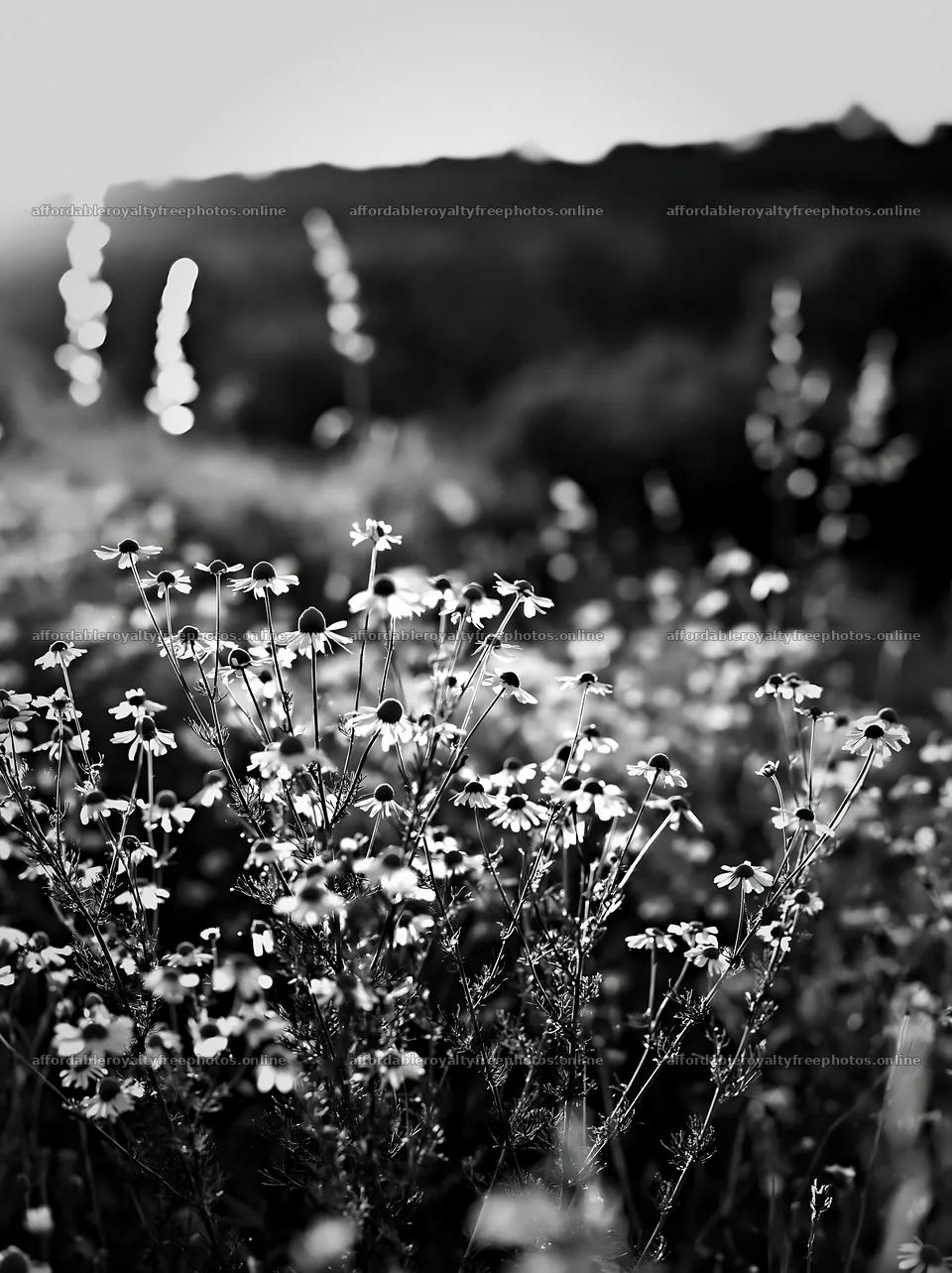 Chamomile meadow in black and white with sunlight at dusk – royalty-free photos 6866x9174