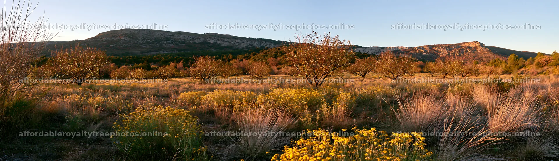 Smart apple tree meadow with lights in a Christmas – royalty-free photos 14762x4268