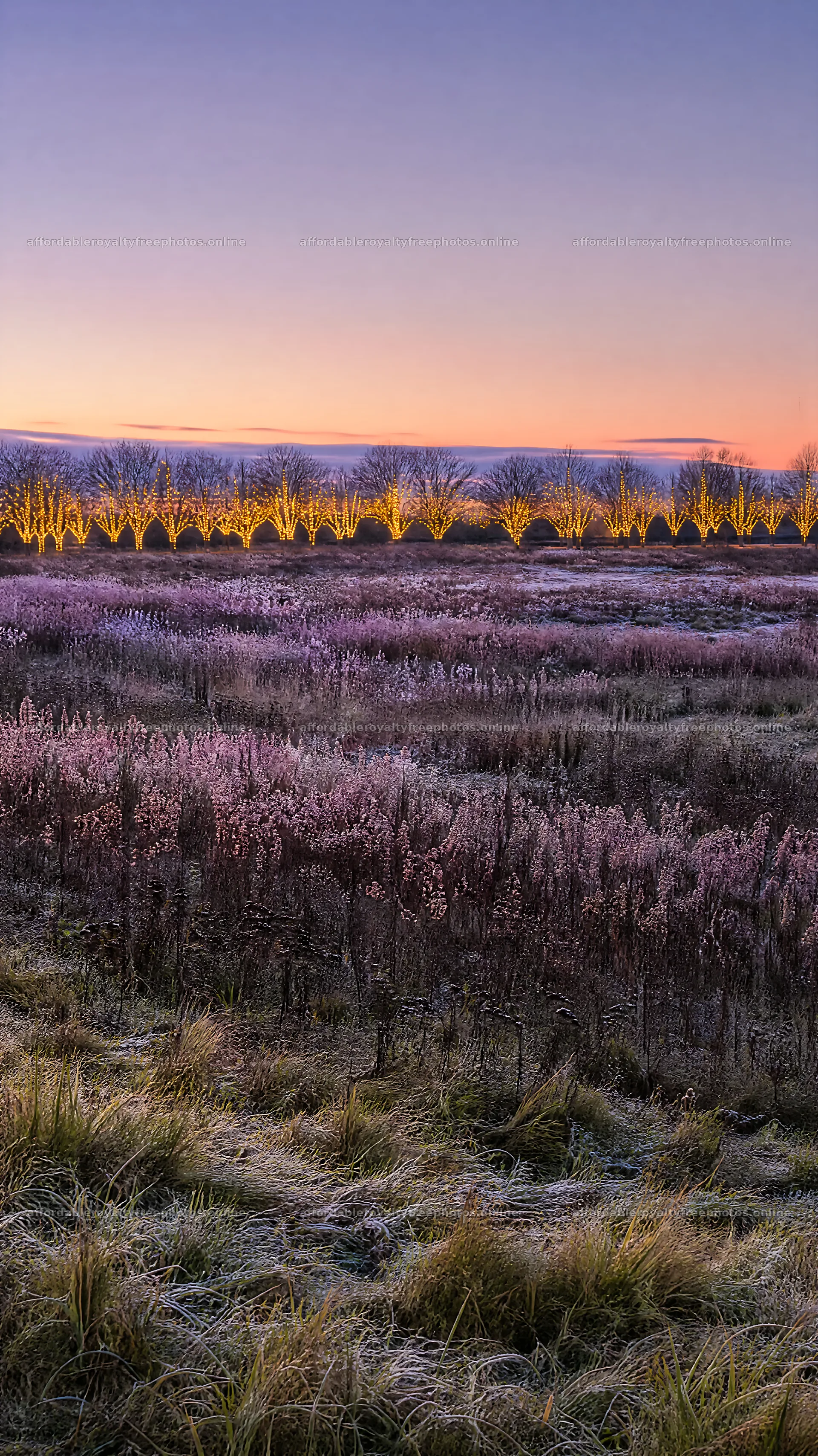 Vibrant Christmas lights illuminate winter meadow at dusk – royalty-free photos 5952x10584
