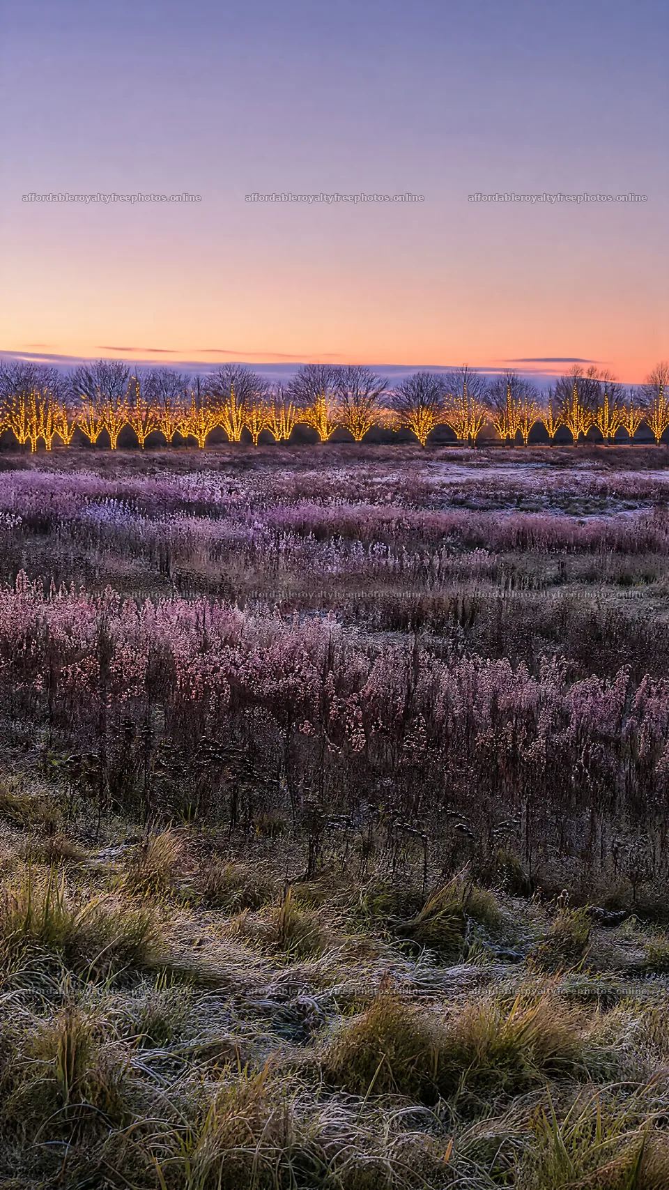 Vibrant Christmas lights illuminate winter meadow at dusk – royalty-free photos 5952x10584