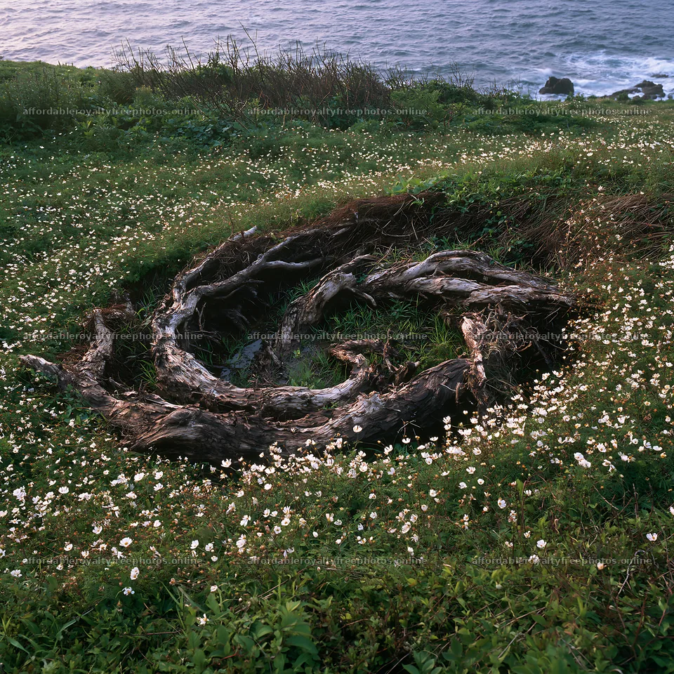 Ishikawa coastal meadow storm washed driftwood lies – royalty-free photos 7938x7938