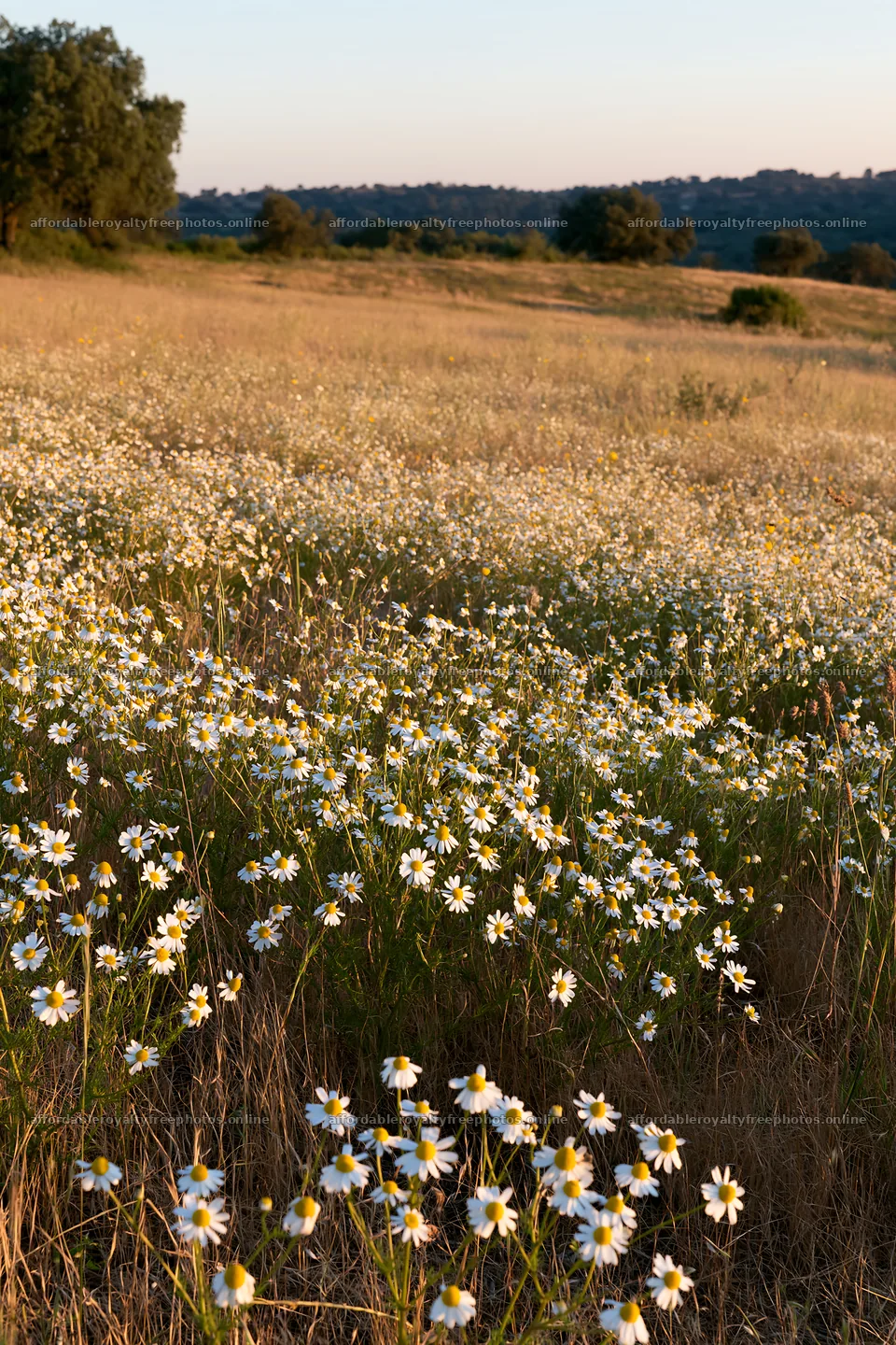 Chamomile meadow for wellness campaign at sunset – royalty-free photos 6480x9722