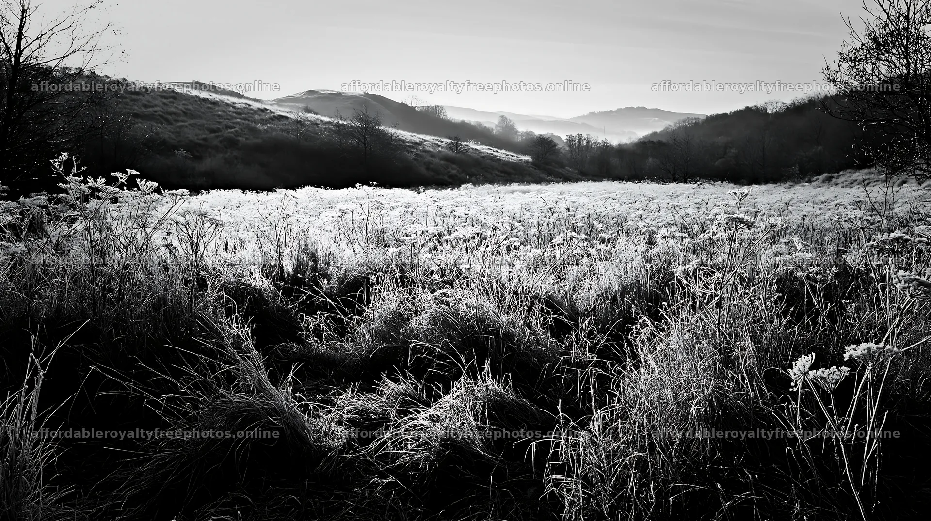 Cow parsley meadow in a frosty landscape during morning – royalty-free photos 10608x5938