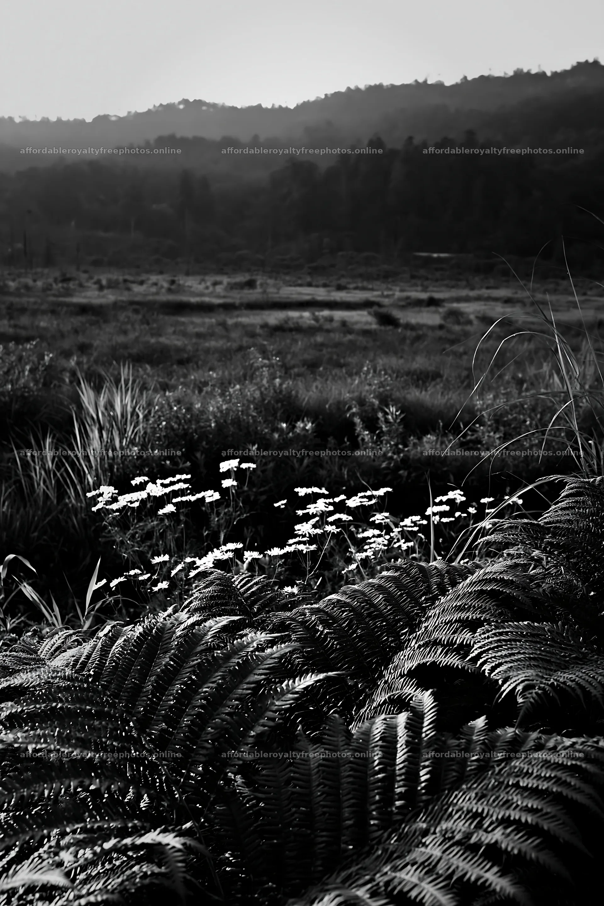 Nara summer meadow with fern foreground and distant hills – royalty-free photos 6480x9722