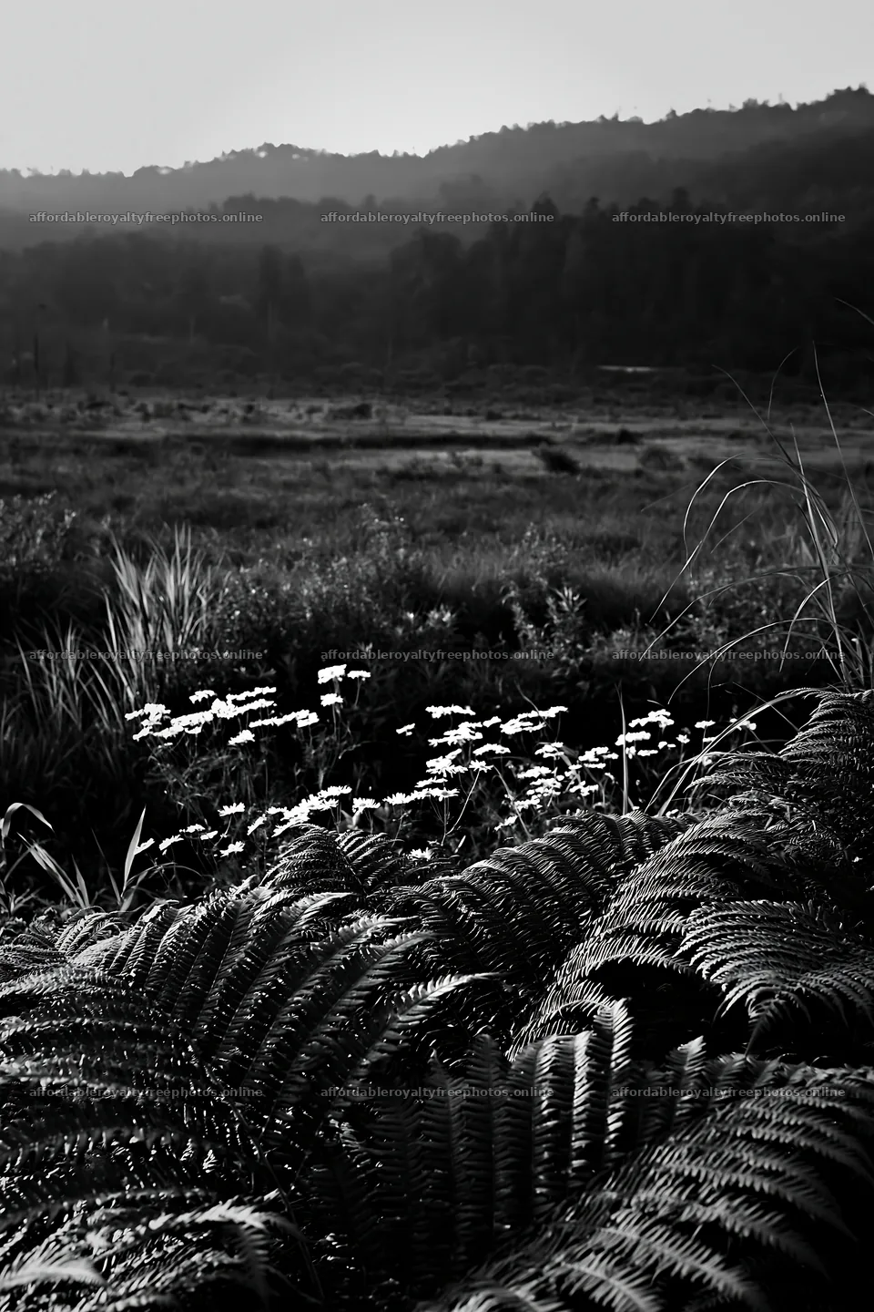 Nara summer meadow with fern foreground and distant hills – royalty-free photos 6480x9722