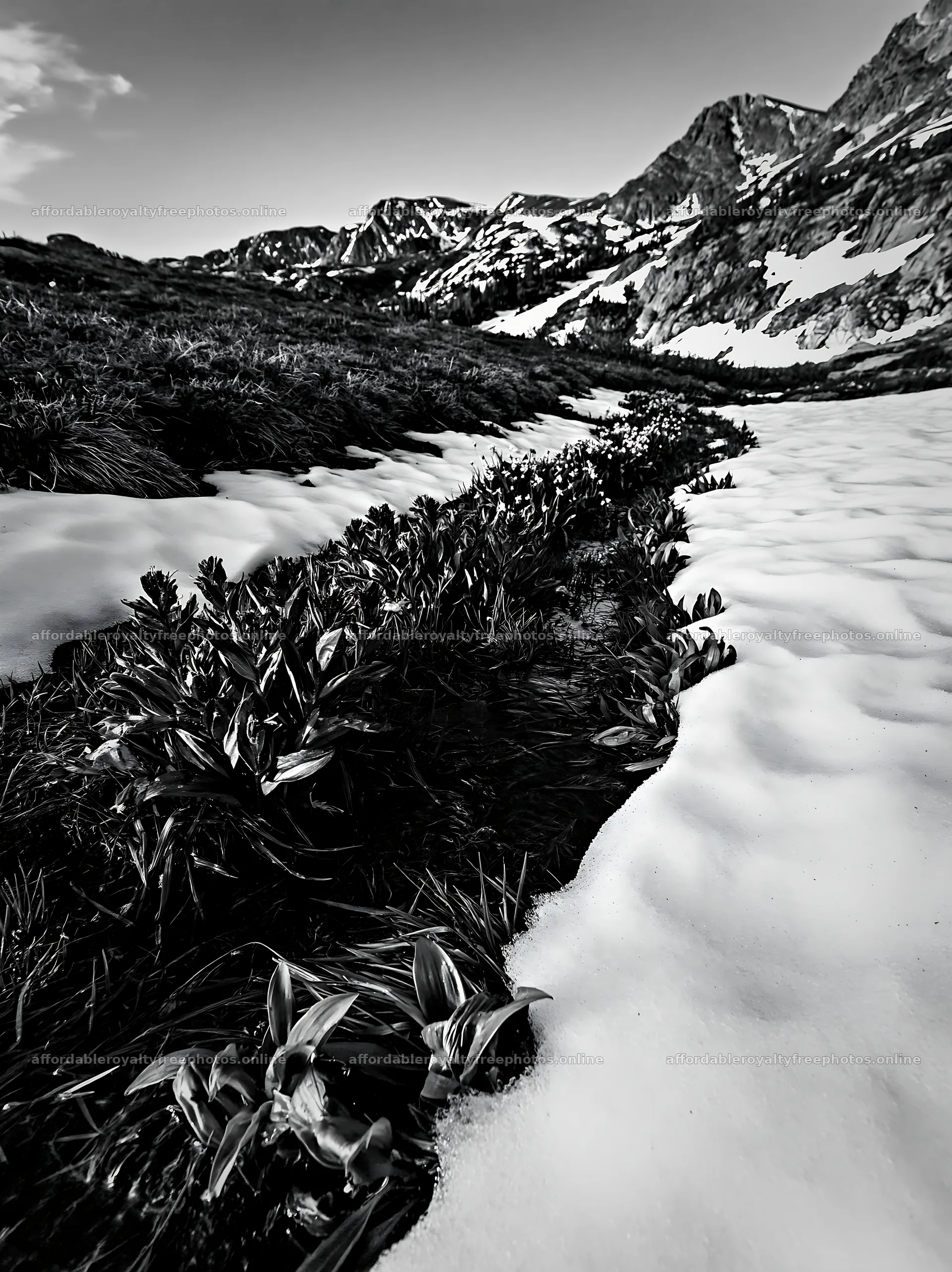 Snowmelt meadow with plants and mountains in black and – royalty-free photos 6866x9174