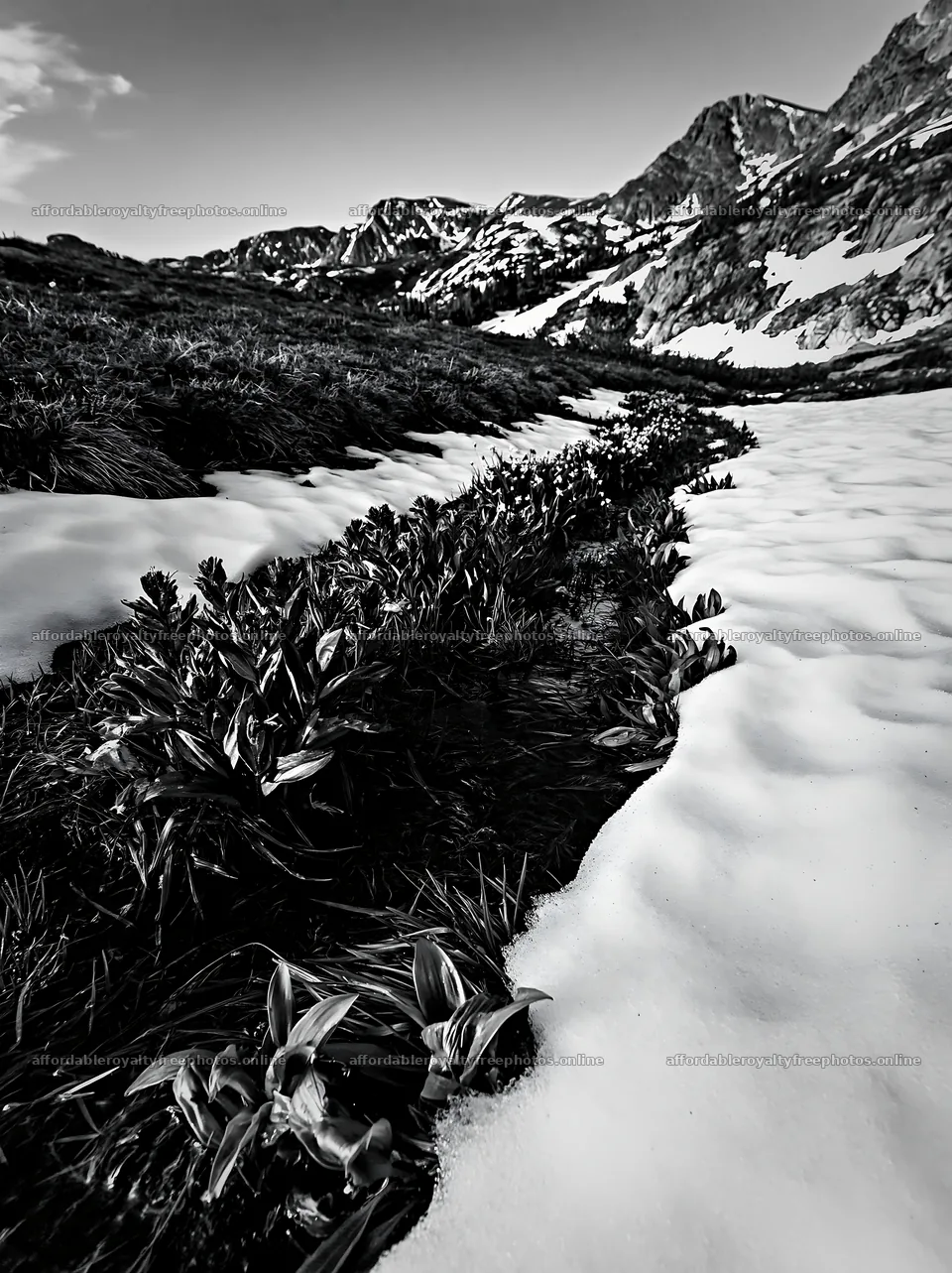 Snowmelt meadow with plants and mountains in black and – royalty-free photos 6866x9174