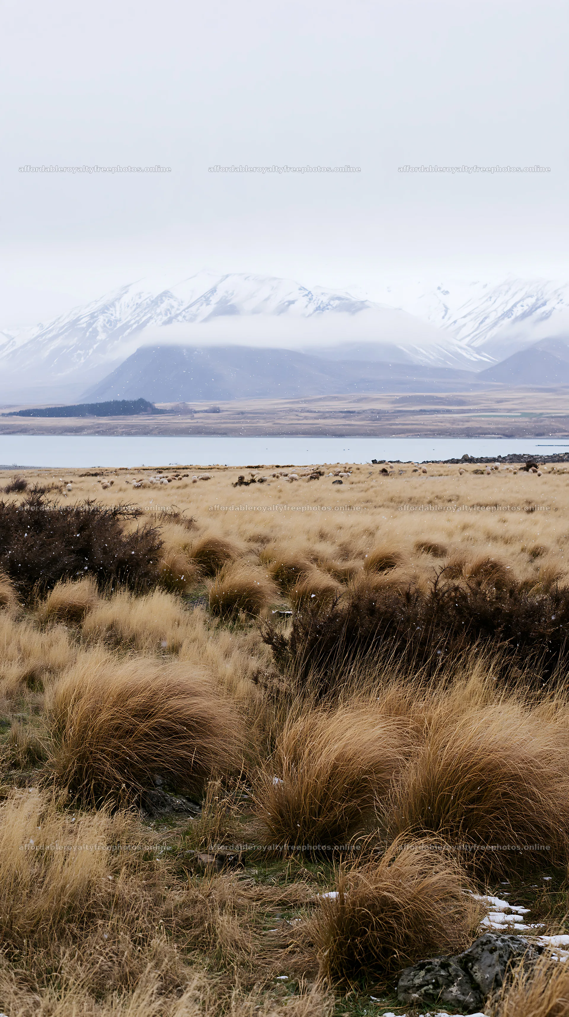 Meadow at Lake Tekapo with snowy alps in the background – royalty-free photos 5938x10608