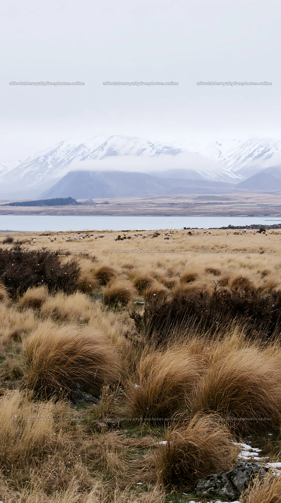Meadow at Lake Tekapo with snowy alps in the background – royalty-free photos 5938x10608