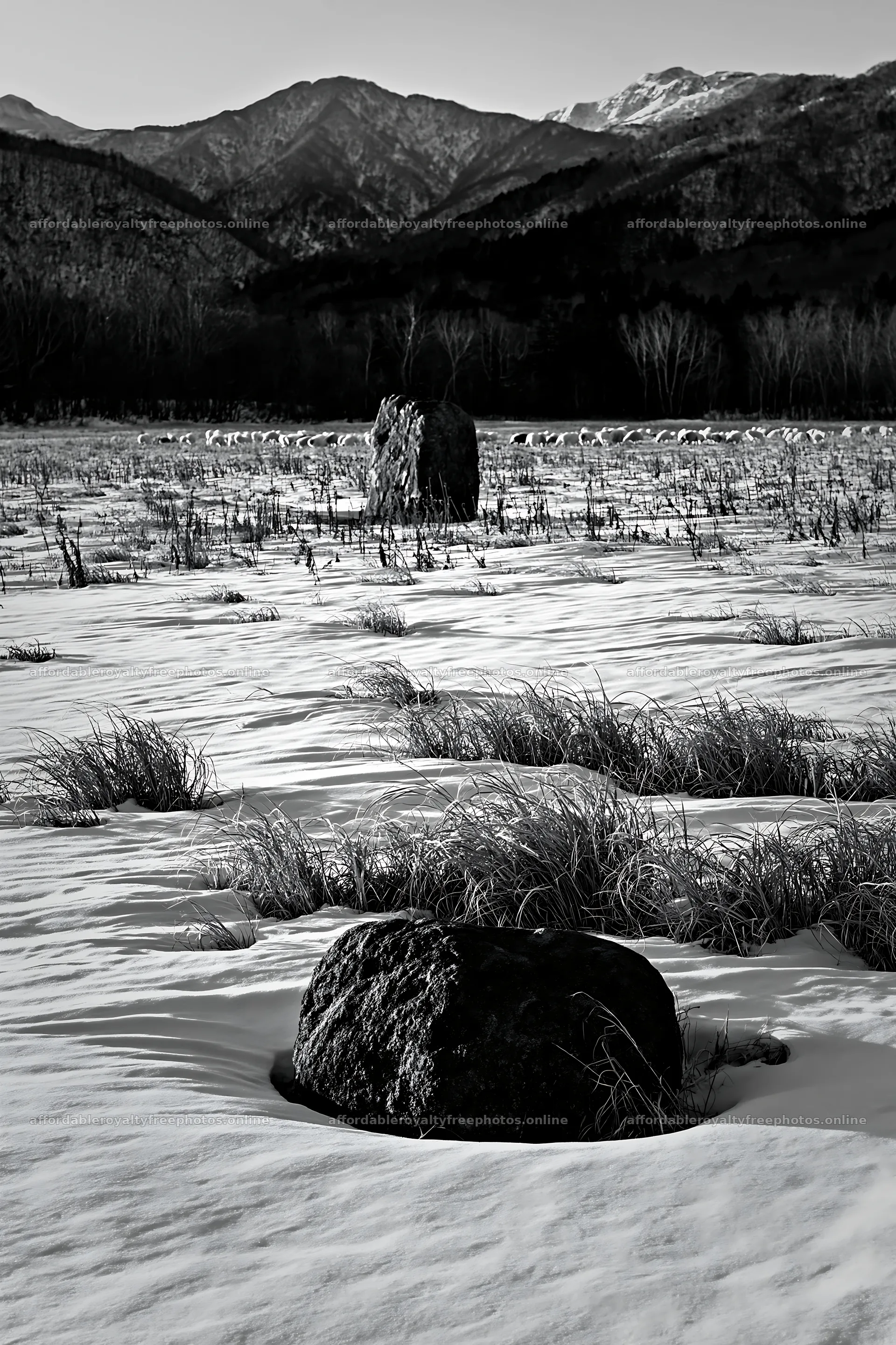 Aomori climate resilient meadow with boulder in winter – royalty-free photos 6480x9722