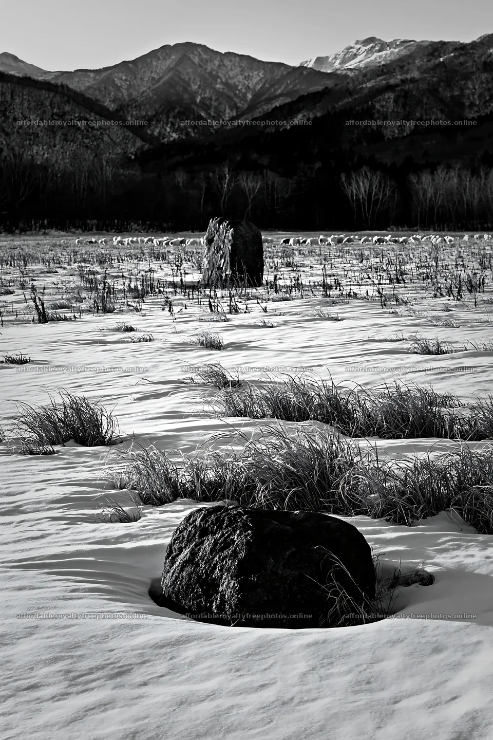 Aomori climate resilient meadow with boulder in winter – royalty-free photos 6480x9722