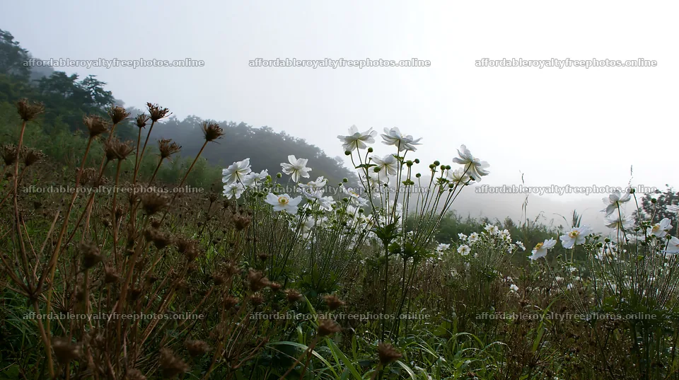Iwate rain refreshed meadow seedhead foreground – royalty-free photos 10608x5938