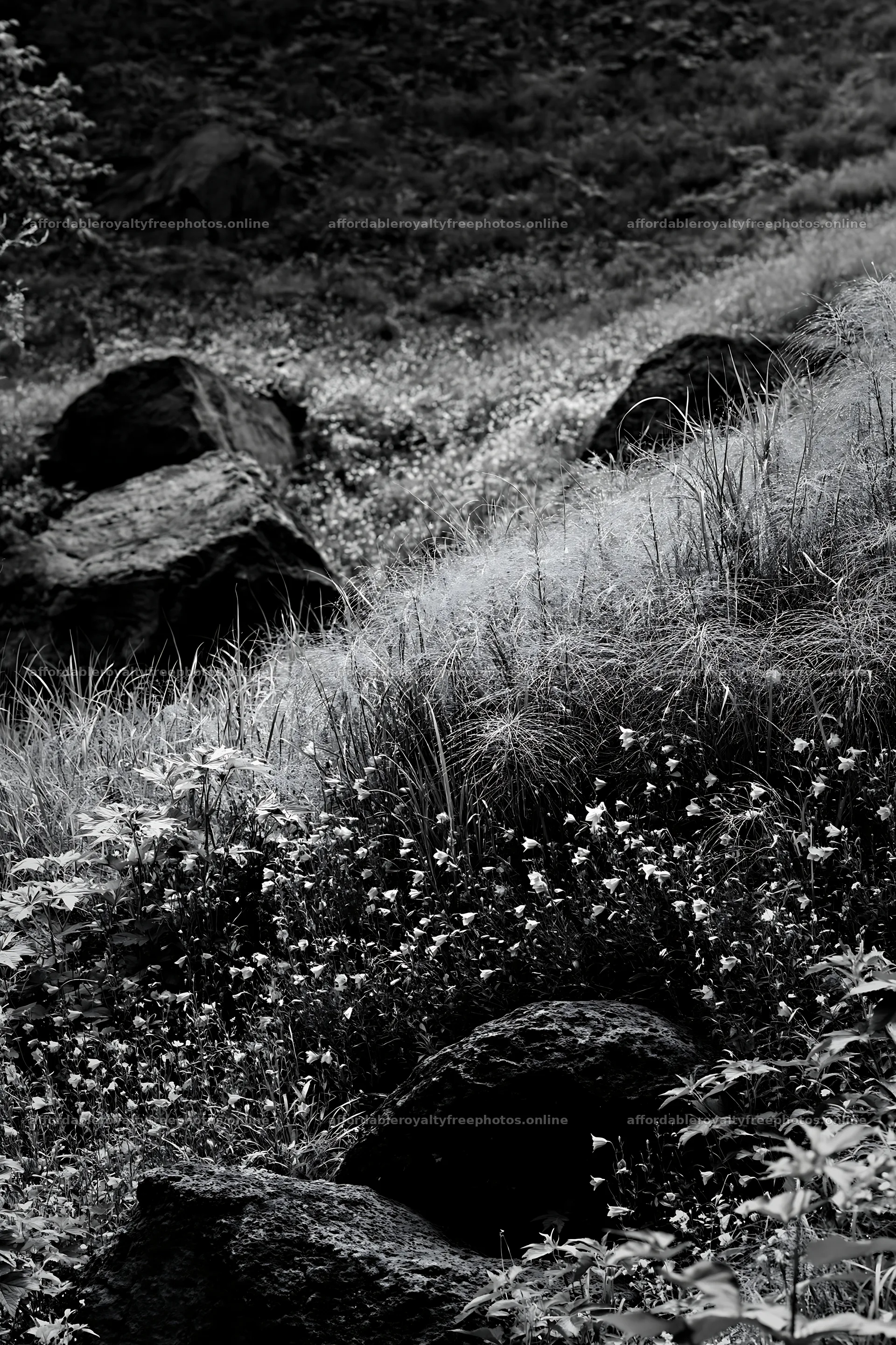 Yamanashi regenerative meadow with basalt stones – royalty-free photos 6480x9722