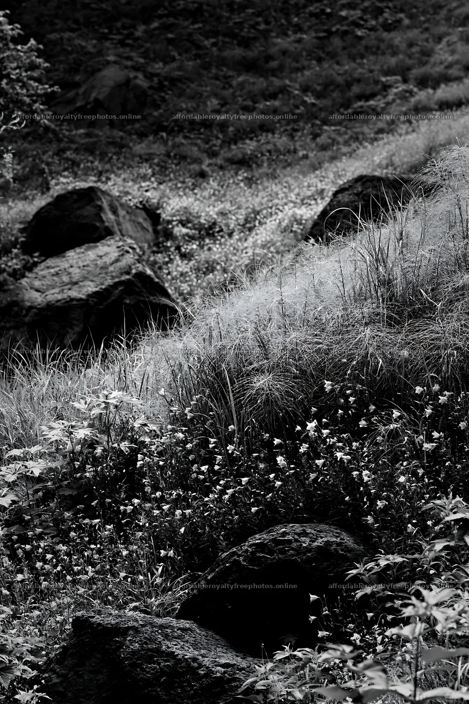 Yamanashi regenerative meadow with basalt stones – royalty-free photos 6480x9722