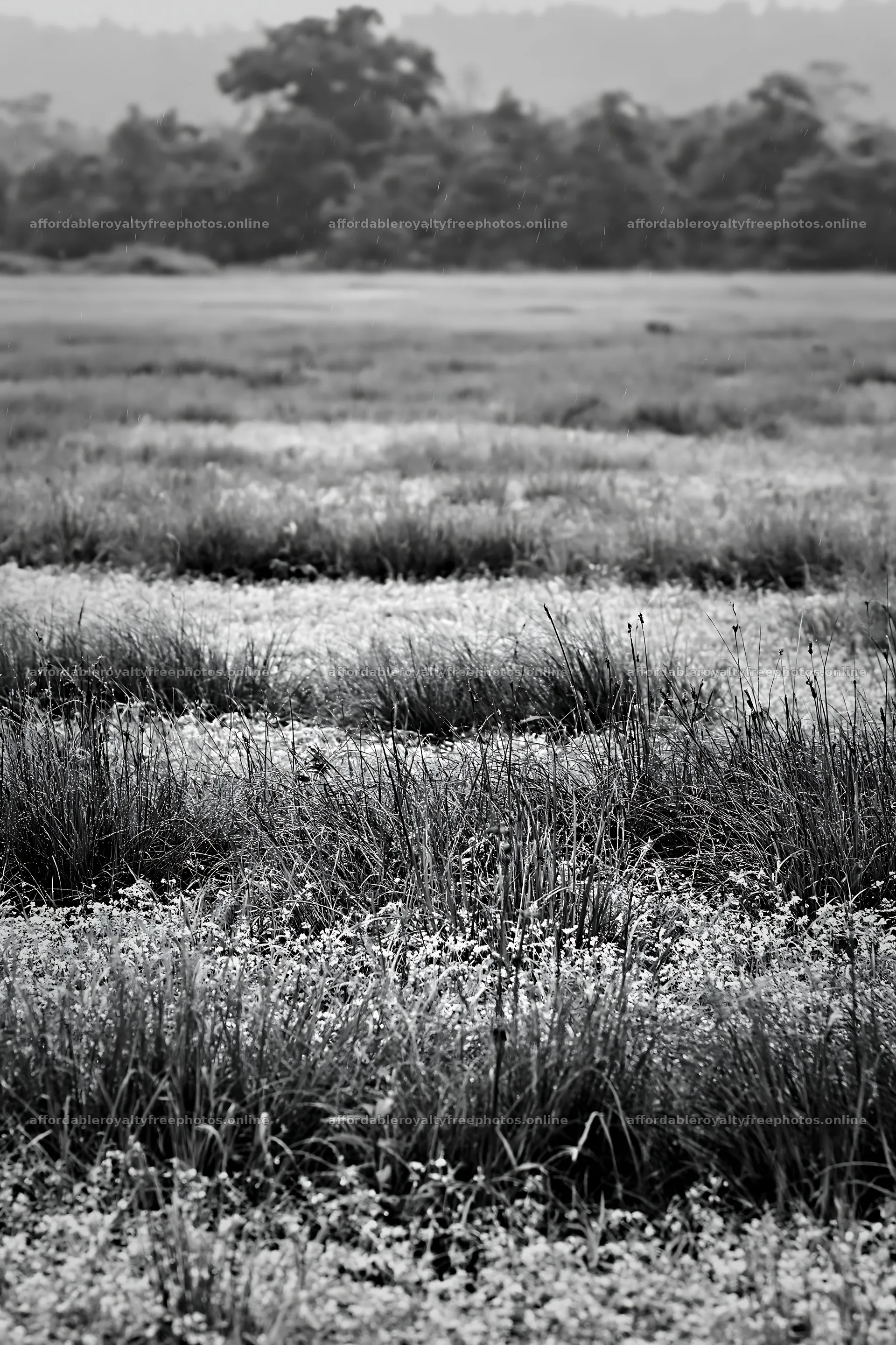 Kochi monsoon meadow with rain beaded grasses – royalty-free photos 6480x9722