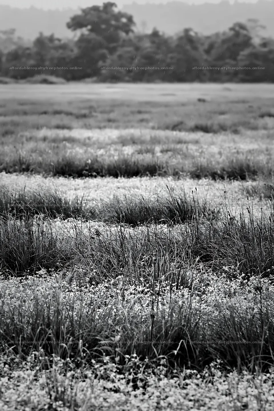 Kochi monsoon meadow with rain beaded grasses – royalty-free photos 6480x9722