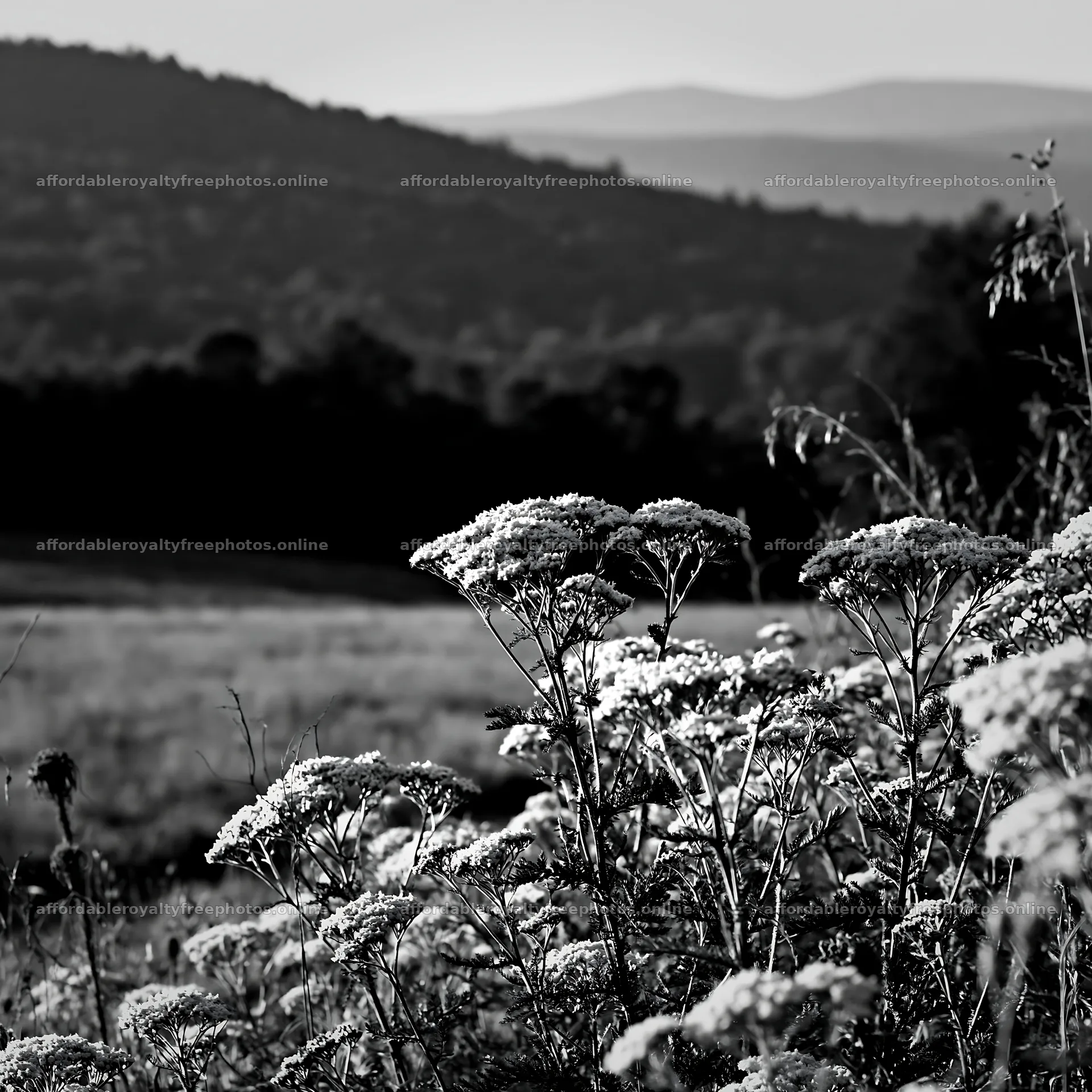 Yarrow meadow bloom in black and white landscape scene – royalty-free photos 7938x7938