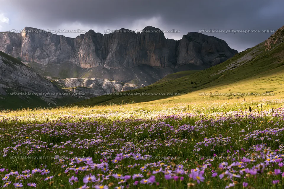 Colorful aster meadow with mountains in the background – royalty-free photos 9722x6480
